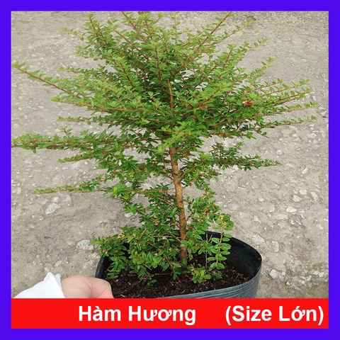 Cây Hàm Hương 40cm