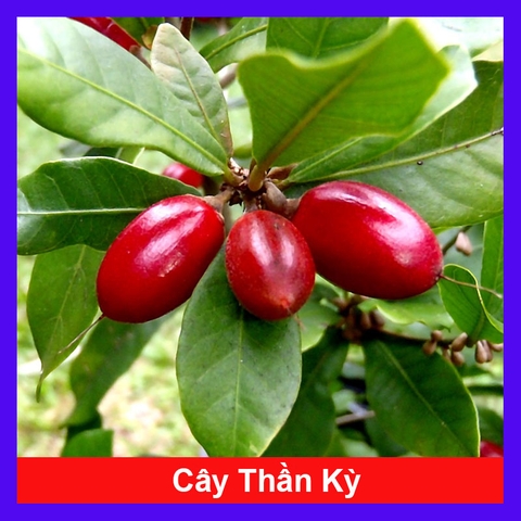 Cây Thần Kỳ