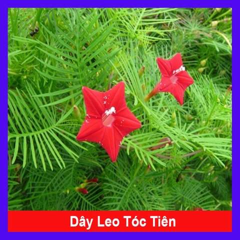 Cây Tóc Tiên