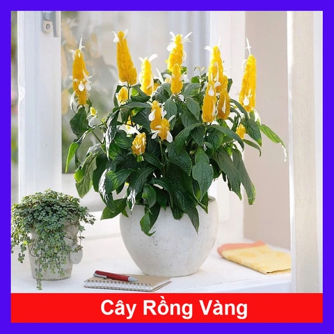 Cây Rồng Vàng