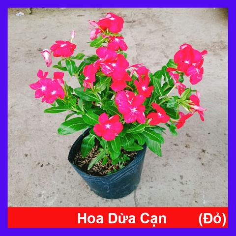 Cây Hoa Dừa Cạn (Đỏ)