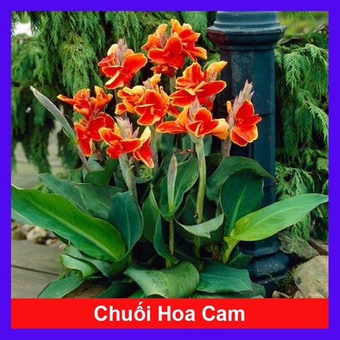 Cây Chuối Hoa Cam