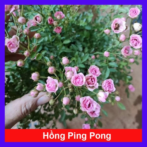 Cây Hồng PingPong