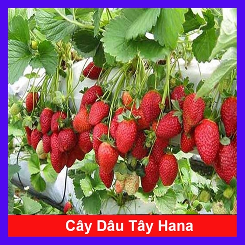 Cây Dâu Tây