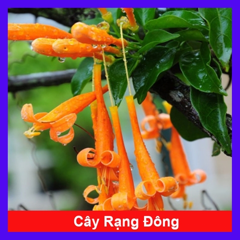 Cây Rạng Đông (Cam)