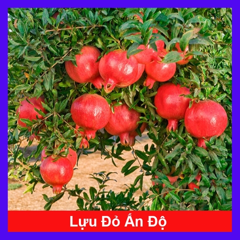Cây Lựu Đỏ Ấn Độ