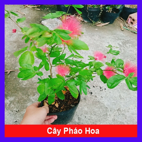 Cây Điệp Lào