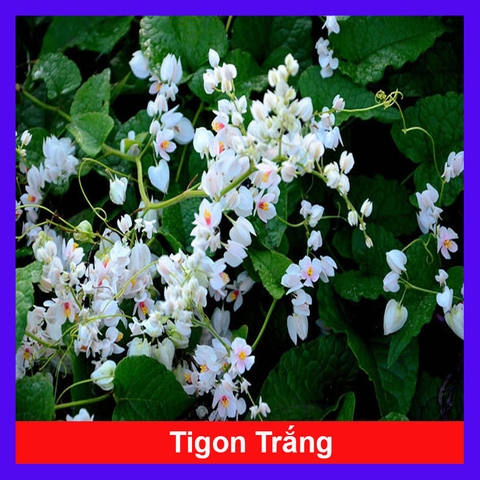 Cây Tigon Trắng