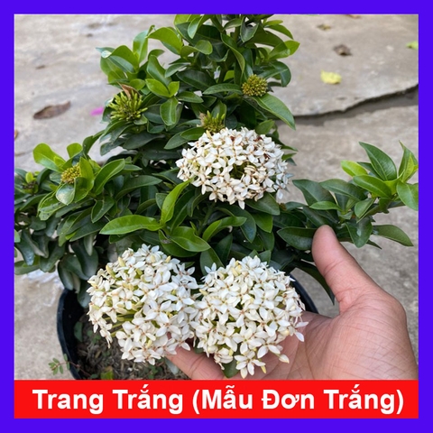 Cây Trang Trắng
