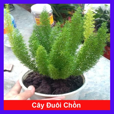 Cây Đuôi Chồn