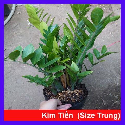 Cây Kim Tiền (Size Trung)