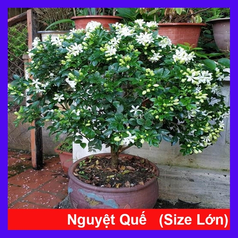 Cây Nguyệt Quế (Lớn 60cm)