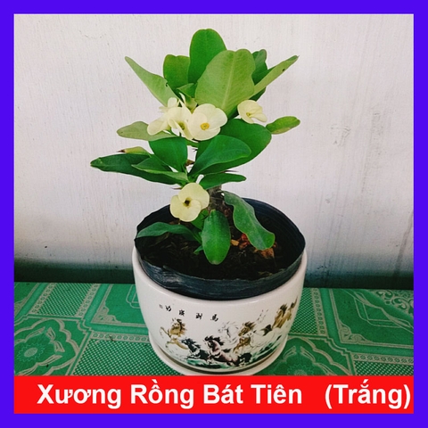 Cây Xương Rồng Trắng