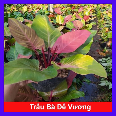 Cây Đế Đỏ