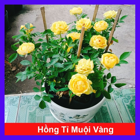 Cây Hồng Tỉ Muội Vàng