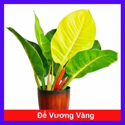 Cây Đế Vàng