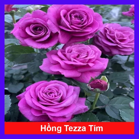 Cây Hồng Tezza Tím