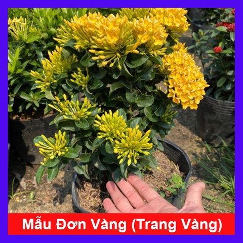 Cây Trang Vàng