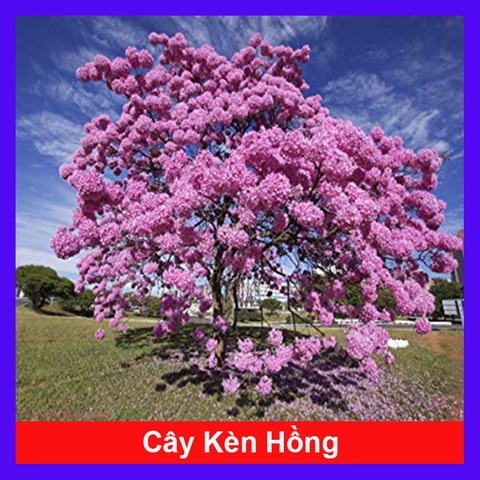 Cây Kèn Hồng