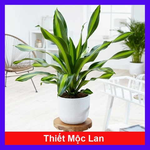Cây Thiết Mộc Lan