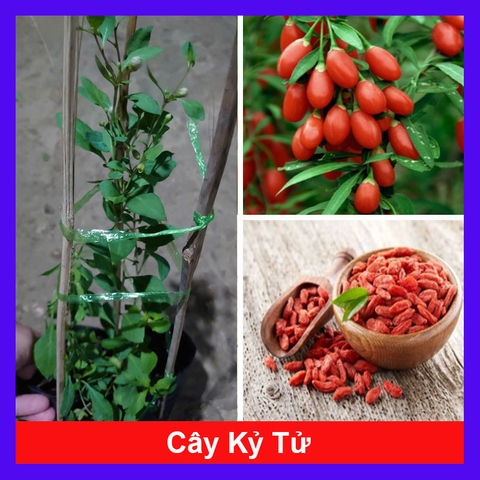 Cây Kỷ Tử Trái