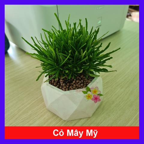 Cây Cỏ Mây