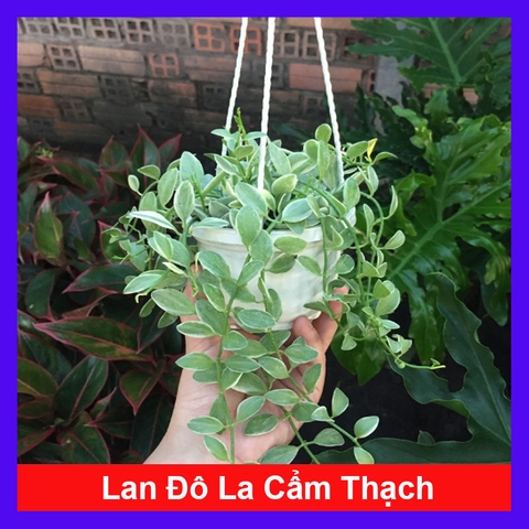 Cây Lan Đô La Cẩm Thạch