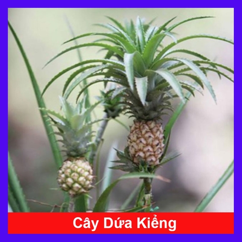 Cây Dứa BaBy