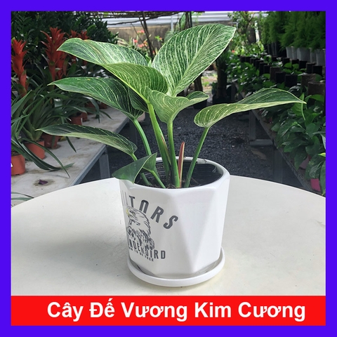 Cây Đế Kim Cương