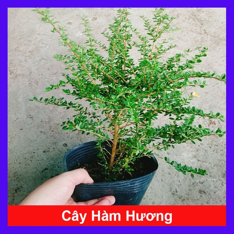 Cây Hàm Hương