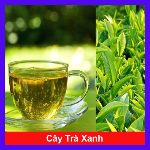 Cây Trà Xanh