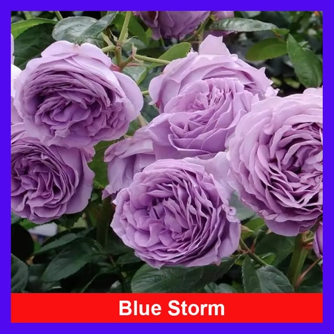 Cây Hồng Blue Storm