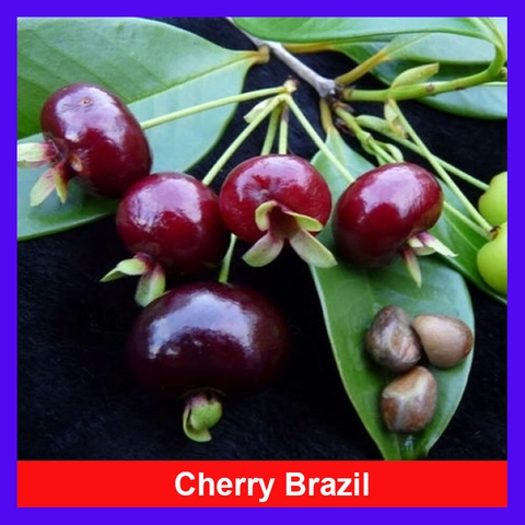 Cây Cherry Brazil