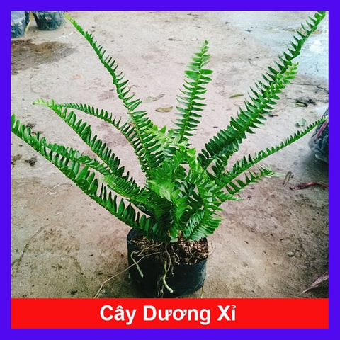 Cây Dương Xỉ Lá Me