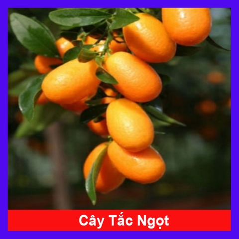 Cây Tắc Ngọt