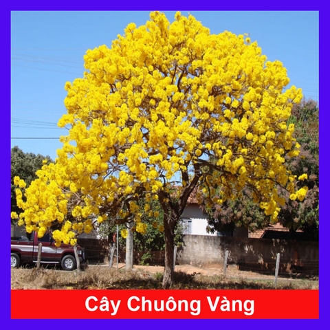 Cây Chuông Vàng