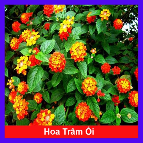Cây Hoa Trâm Ổi (Cam)