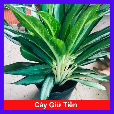 Cây Giữ Tiền