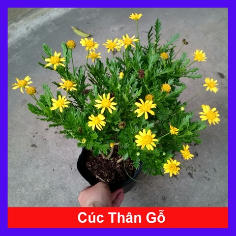 Cây Cúc Thân Gỗ