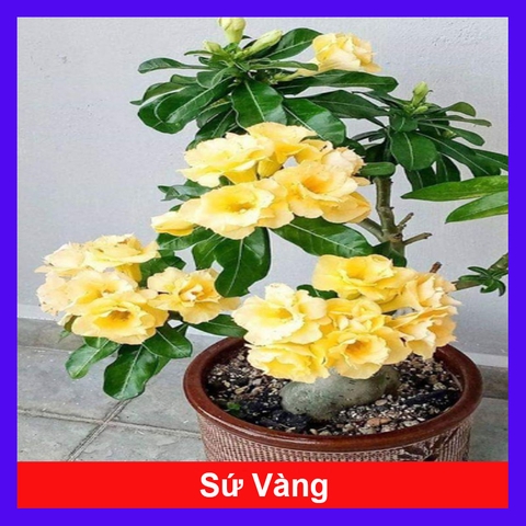Cây Sứ Vàng