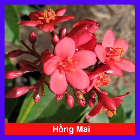 Cây Hồng Mai