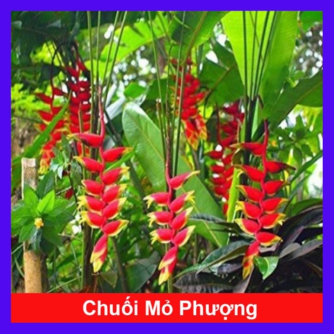 Cây Chuối Mỏ Phượng
