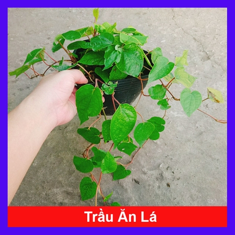 Cây Trầu Ăn Lá