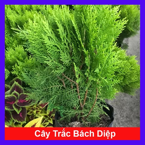 Cây Trắc Bách Diệp