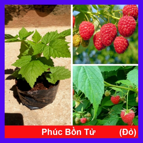 Cây Phúc Bồn Tử (Đỏ)