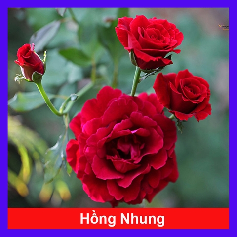 Cây Hồng Nhung