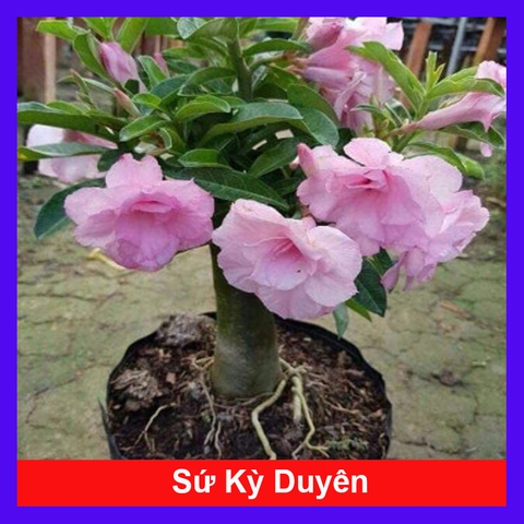Cây Sứ Kỳ Duyên