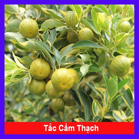 Cây Tắc Cẩm Thạch
