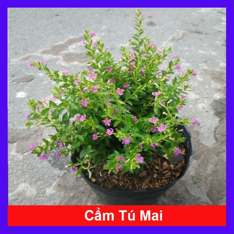 Cây Cẩm Tú Mai
