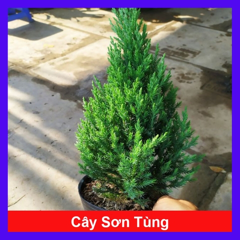 Cây Sơn Tùng (Nhỏ)